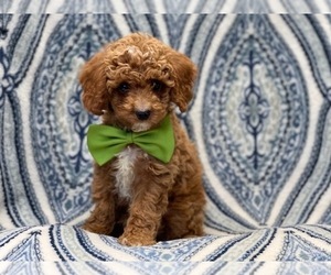 Cockapoo Puppy for sale in LAKELAND, FL, USA