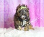 Small Photo #105 Poodle (Toy) Puppy For Sale in WARSAW, IN, USA