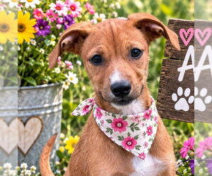 - Mix Dogs for adoption in Yardley, PA, USA