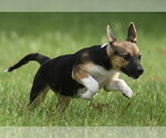 Small #3 Mutt