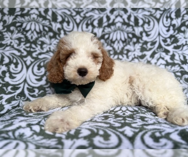 Medium Photo #1 Cockapoo (Miniature) Puppy For Sale in LAKELAND, FL, USA