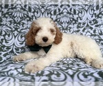 Small Cockapoo (Miniature)