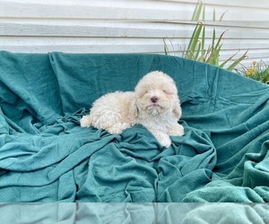 Cock-A-Poo Puppy for sale in WOOSTER, OH, USA