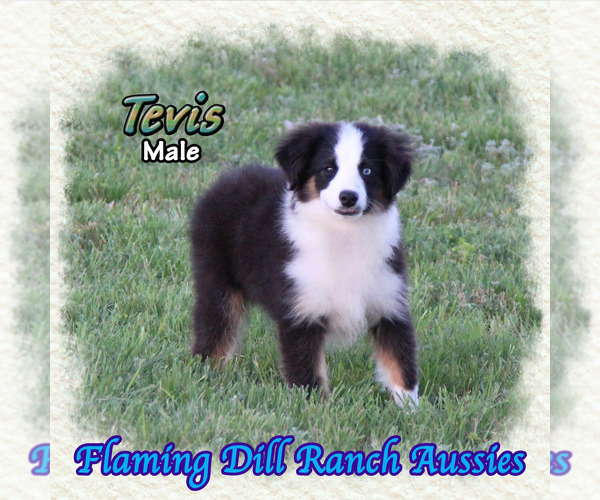 Medium Photo #1 Miniature Australian Shepherd Puppy For Sale in FORESTBURG, TX, USA