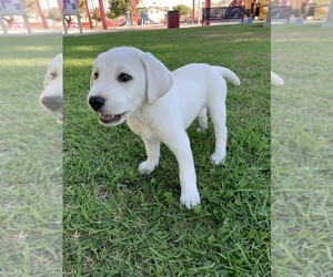 Labrador Retriever Puppy for sale in AZUSA, CA, USA