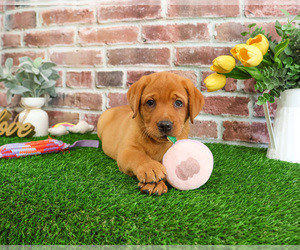 Labrador Retriever Puppy for sale in SYRACUSE, IN, USA