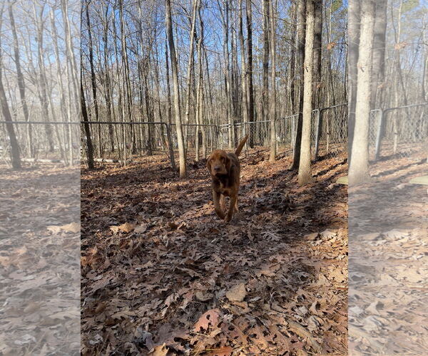 Medium Photo #2 Bloodhound Puppy For Sale in York, SC, USA