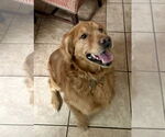 Small #6 Golden Retriever Mix