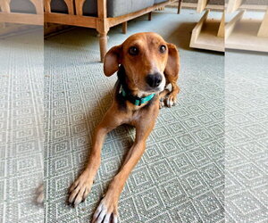 Ilia - Female Beagle-Unknown Mix Dog for Adoption - Photo #4