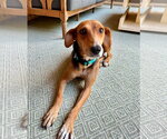 Small Photo #4 Beagle-Unknown Mix Puppy For Sale in Germantown, OH, USA