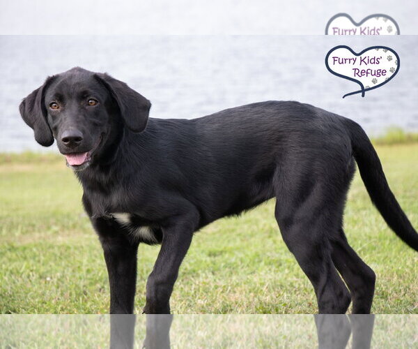Medium Photo #3 Labrenees Puppy For Sale in Lee's Summit, MO, USA