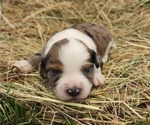 Small Photo #13 Aussiedoodle Puppy For Sale in MONMOUTH, OR, USA