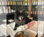 Small Photo #2 Chiranian Puppy For Sale in Cranston, RI, USA