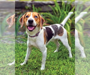 Beagle-Unknown Mix Dogs for adoption in Westminster, MA, USA