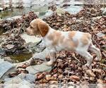 Puppy Amber Brittany