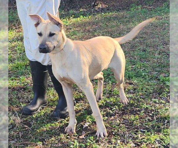 Medium Photo #4 Labrador Retriever-Unknown Mix Puppy For Sale in Wetumpka, AL, USA