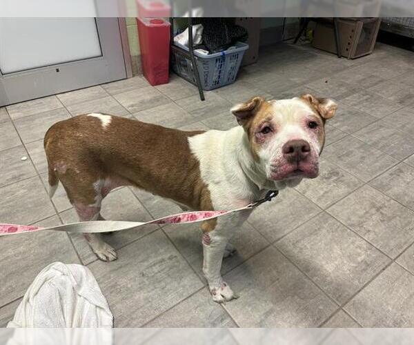 Medium Photo #1 American Staffordshire Terrier-Unknown Mix Puppy For Sale in Grand Prairie, TX, USA