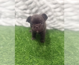 Medium French Bulldog