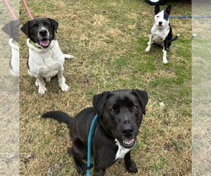 Rocky - Male Boxer-Brittany Mix Dog for Adoption - Photo #10