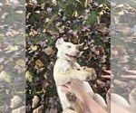 Oakley - Female Labrador Retriever Puppy for Sale - Photo #22
