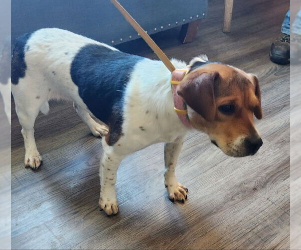 Medium Photo #3 Beagle-Unknown Mix Puppy For Sale in Fairfax, VA, USA