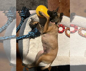 Ms Maddie - Located in Texas - Female Mutt Dog for Adoption - Photo #16