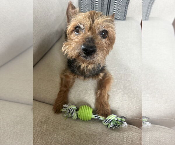 Medium Photo #3 Mutt Puppy For Sale in Allentown,, PA, USA