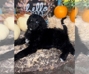 Bernedoodle Puppy for sale in PRYOR, OK, USA