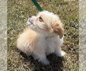 Kenny - Male Shih Tzu-Unknown Mix Dog for Adoption - Photo #2