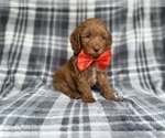 Small #5 Cockapoo (Miniature)