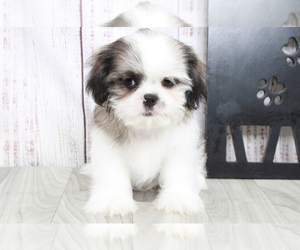 Shih Tzu Puppy for sale in MARIETTA, GA, USA