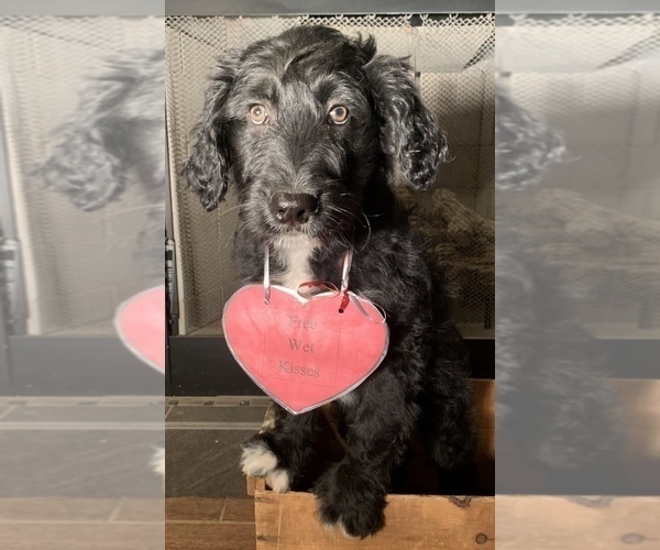 Medium Photo #3 F2 Aussiedoodle Puppy For Sale in ARBA, IN, USA