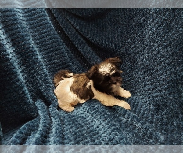 Medium Photo #1 Shih Tzu Puppy For Sale in THE WOODLANDS, TX, USA