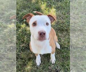 American Pit Bull Terrier-Unknown Mix Dogs for adoption in Lee's Summit, MO, USA