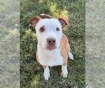 Small American Pit Bull Terrier Mix