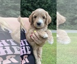 Small #1 Goldendoodle