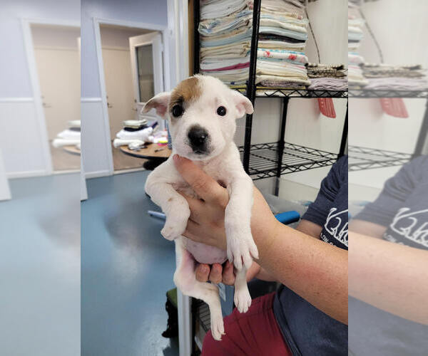 Medium Photo #2 American Pit Bull Terrier-Unknown Mix Puppy For Sale in Linton, IN, USA