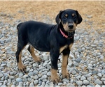 Small Photo #3 Doberman Pinscher Puppy For Sale in GUSTINE, CA, USA