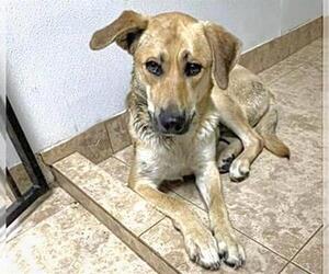 German Shepherd Dog-Unknown Mix Dogs for adoption in Houston, TX, USA