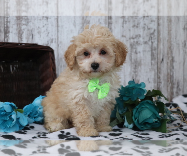 Medium Photo #2 Maltipoo Puppy For Sale in SHILOH, OH, USA