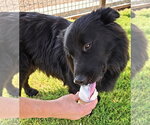 Small Photo #3 Chow Chow-Unknown Mix Puppy For Sale in Grafton, WI, USA