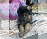 Small Photo #4 German Shepherd Dog Puppy For Sale in BOERNE, TX, USA