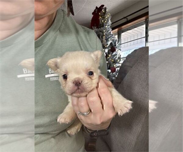 Medium Photo #9 French Bulldog Puppy For Sale in MIAMI, FL, USA