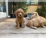 Small Photo #19 Goldendoodle Puppy For Sale in CASTRO VALLEY, CA, USA