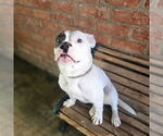 Small #4 Boxer Mix
