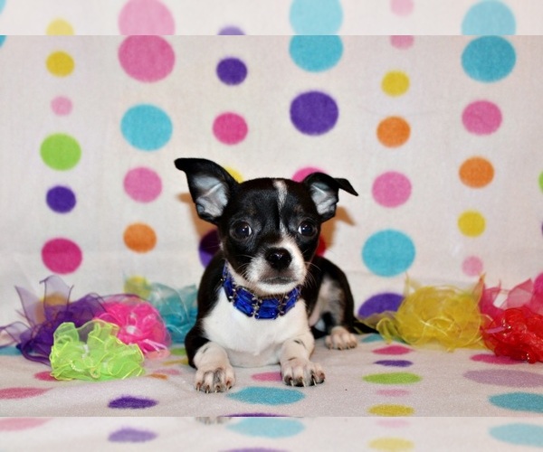 Medium Photo #51 Chihuahua Puppy For Sale in CHARLESTON, AR, USA