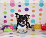 Small #1 Chihuahua
