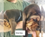 Small Photo #9 Bloodhound Puppy For Sale in BARTLEY, NE, USA
