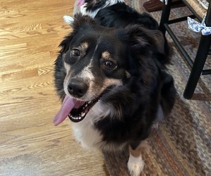 Mother of the Australian Shepherd puppies born on 12/09/2024