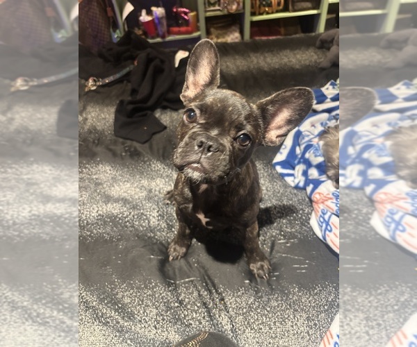 Medium Photo #2 French Bulldog Puppy For Sale in LOS ANGELES, CA, USA